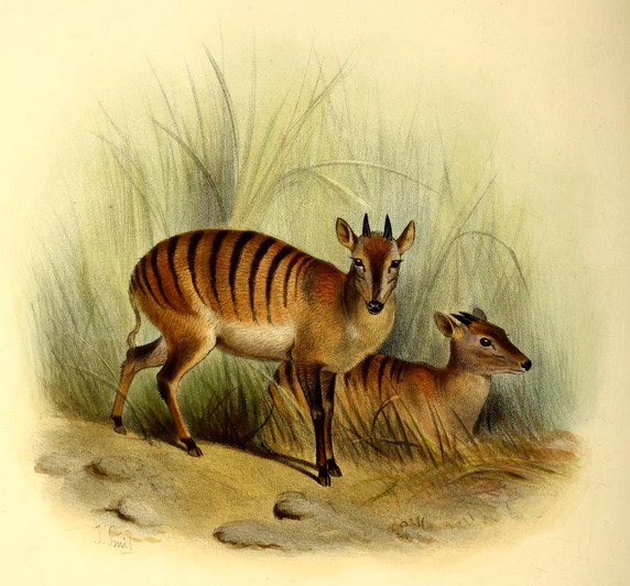 The book of antelopes (1894) Cephalophus doriae - Cephalophus zebra (zebra duiker).png