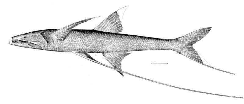 Bathypterois grallator - Tripodfish, tripod spiderfish (Bathypterois grallator).jpg