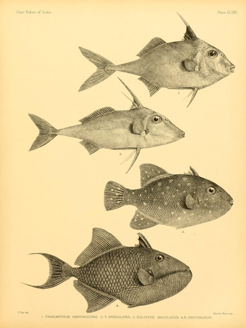 The fishes of India (Plate CLXXV) (6924471780).jpg