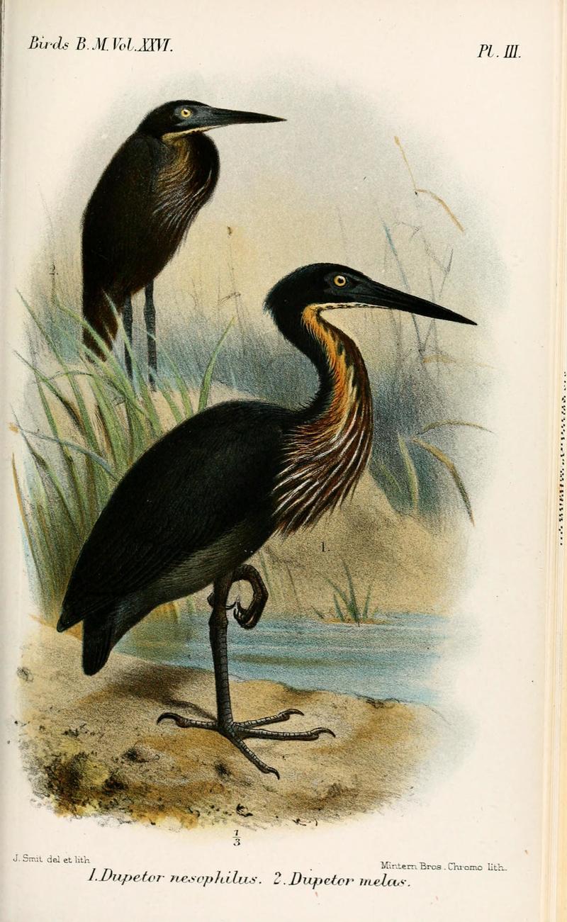 Catalogue of the Birds in the British Museum (1898 - 1898) (20390541780) - Ixobrychus flavicollis australis (black bittern).jpg