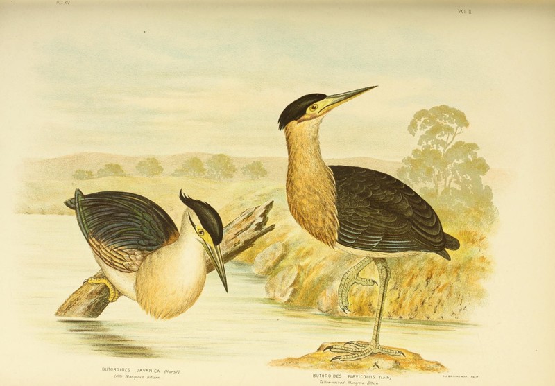 The birds of Australia (16769520766).jpg