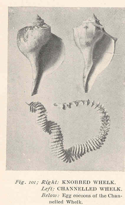 FMIB 38587 Knobbed Whelk (Right); Channelled Whelk (Busycon carica); Egg cocoons of the chanelled whelk (Busycotypus canaliculatus).jpeg