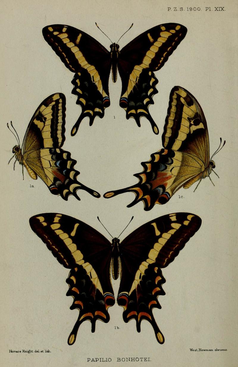 Proc. zool. Soc. Lond. 1900 plate 19 - Papilio andraemon bonhotei (Bahaman swallowtail).jpg