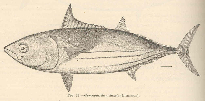 FMIB 42429 Gymnosarda pelamis (Linnaeus).jpeg