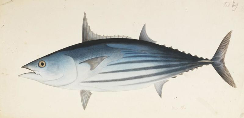Naturalis Biodiversity Center - RMNH.ART.563 - Katsuwonus pelamis (Linnaeus) - Kawahara Keiga - 1823 - 1829 - Siebold Collection - pencil drawing - water colour.jpeg