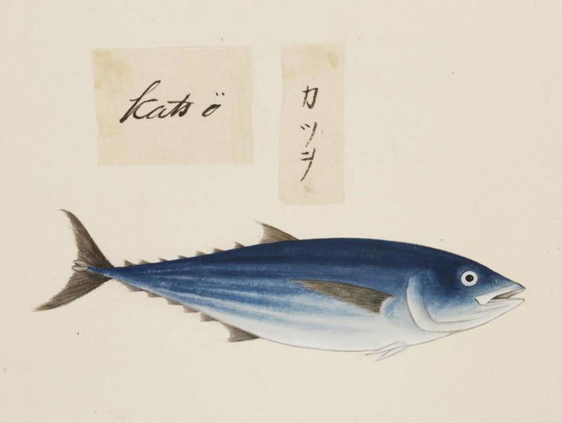 Naturalis Biodiversity Center - RMNH.ART.479 - Katsuwonus pelamis (Linnaeus) - Kawahara Keiga - 1823 - 1829 - Siebold Collection - pencil drawing - water colour.jpeg