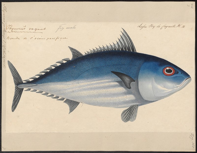 Thynnus pelamys - 1700-1880 - Print - Iconographia Zoologica - Special Collections University of Amsterdam - UBA01 IZ13500204.Thynnus pelamys = Katsuwonus pelamis (skipjack tuna).jpg