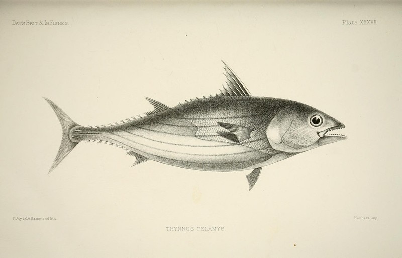 The fishes of Great Britain and Ireland (Plate XXXVII) (6788868118).jpg