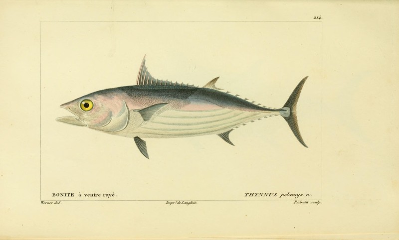 Histoire naturelle des poissons (10438657204).jpg