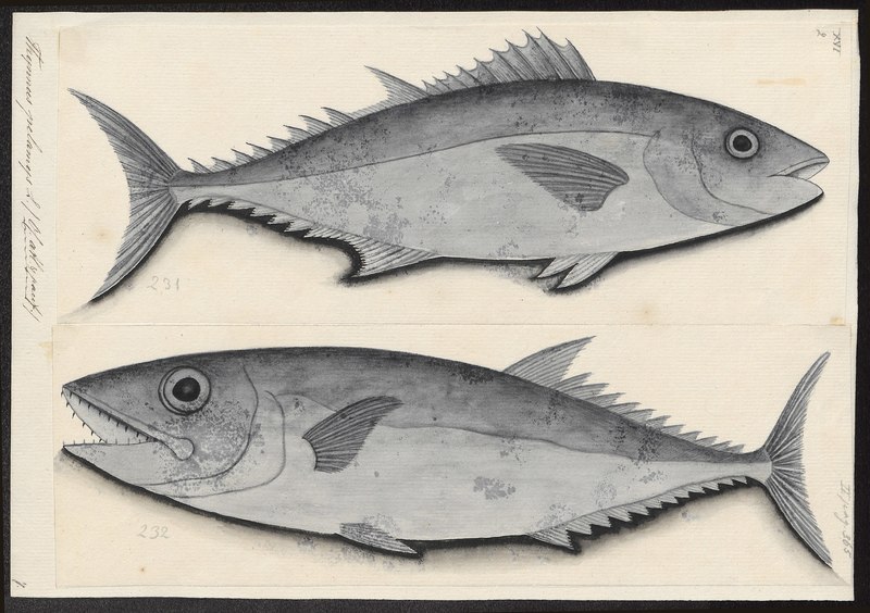 Thynnus pelamys - 1700-1880 - Print - Iconographia Zoologica - Special Collections University of Amsterdam - UBA01 IZ13500206.jpg