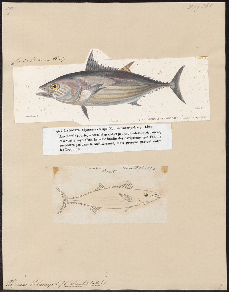 Thynnus pelamys - 1700-1880 - Print - Iconographia Zoologica - Special Collections University of Amsterdam - UBA01 IZ13500208.jpg