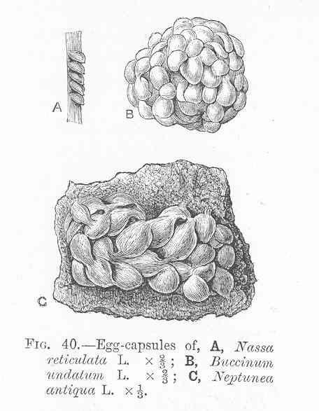 FMIB 48545 Egg-capsules of A, Nassa reticulata L; B, Buccinum undalutum L; C, Neptunea antiqua L.jpeg