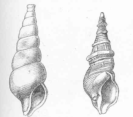 FMIB 48663 Monstrosities of Neptunea antigua L, and Buccinum undatum L, with a greatly produced spire.jpeg