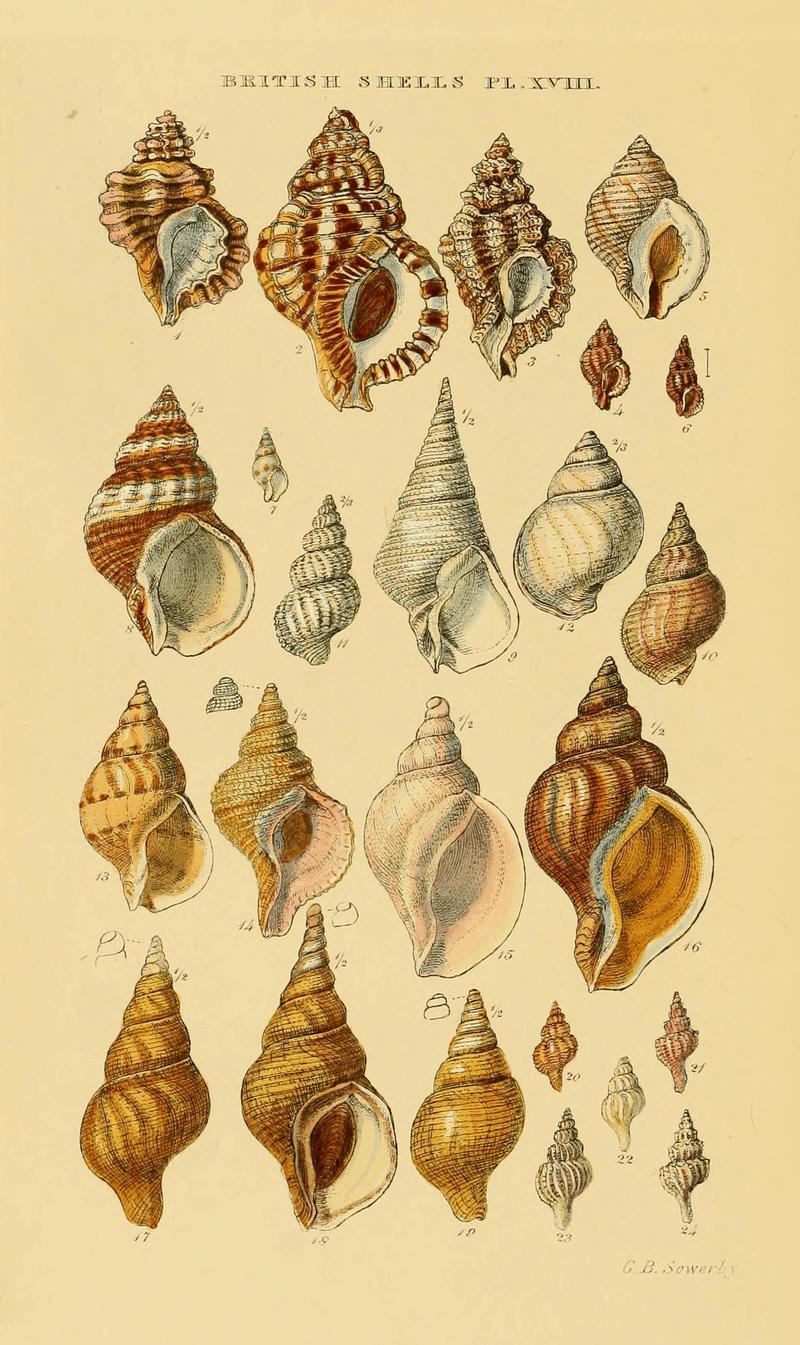 Illustrated Index of British Shells Plate 18.jpg