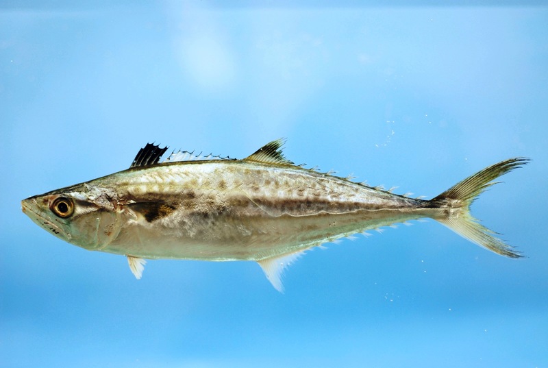 Fish4434 - Flickr - NOAA Photo Library - king mackerel (Scomberomorus cavalla).jpg