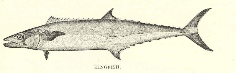 FMIB 41857 Kingfish (Scomberomorus cavalla Cuvier).jpeg