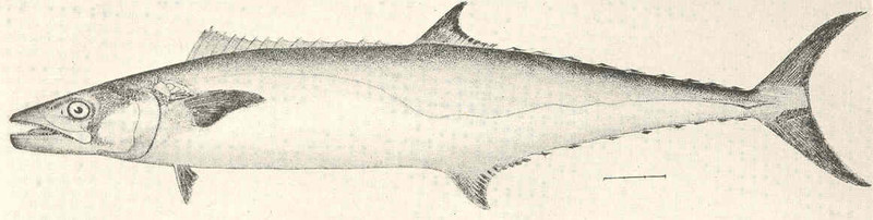 FMIB 37672 Kingfish, or cero (Scomberomorus cavalla).jpeg