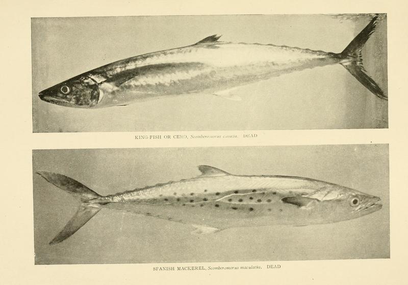 American food and game fishes (Plate (21)) BHL8308859.jpg