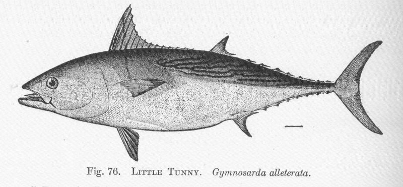 FMIB 51406 Little Tunny Gymnosarda alleterata - Euthynnus alletteratus (little tunny).jpeg