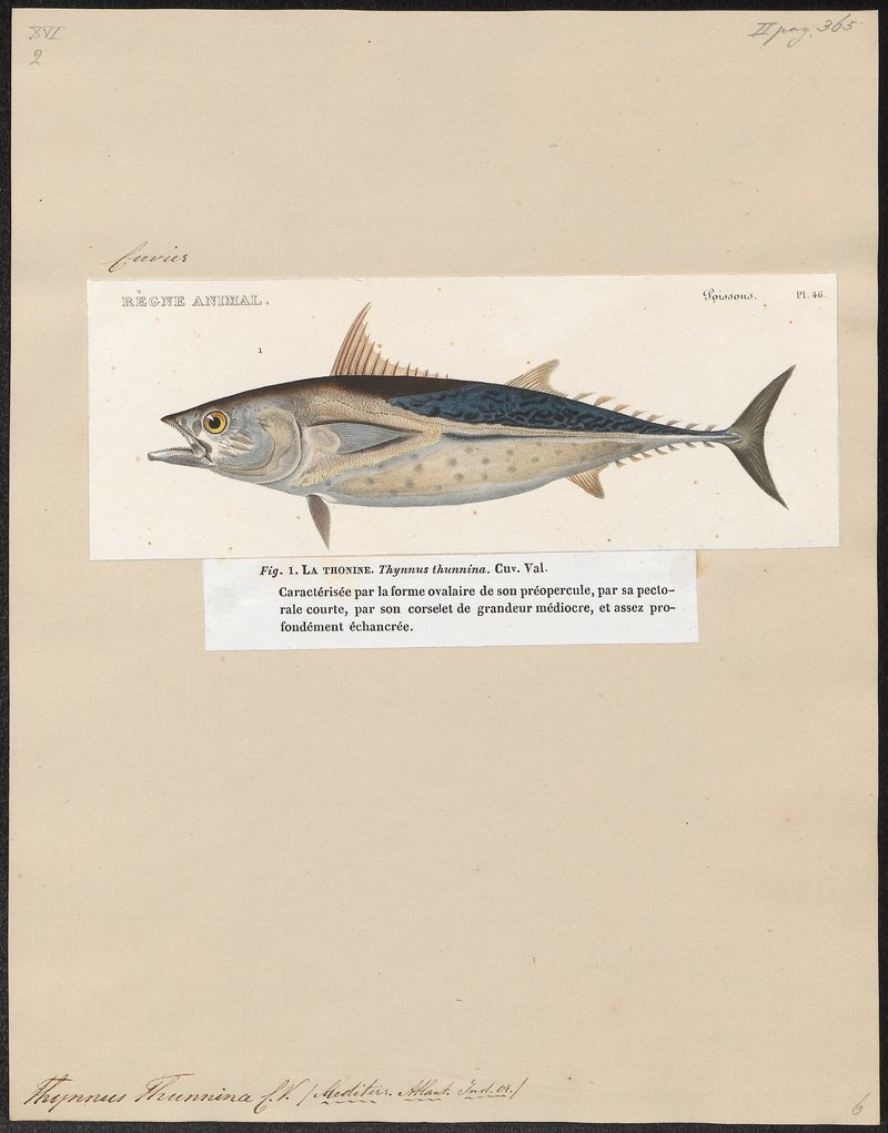 Thynnus thunnina - 1700-1880 - Print - Iconographia Zoologica - Special Collections University of Amsterdam - UBA01 IZ13500202.Euthynnus alletteratus (little tunny).jpg