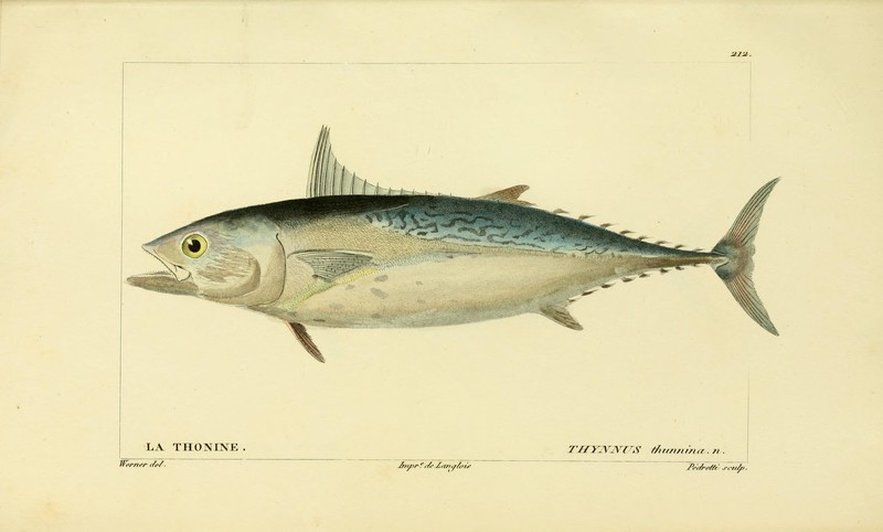 Histoire naturelle des poissons (10438825453) - Thynnus thunnina = Euthynnus alletteratus (little tunny).jpg
