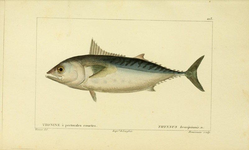 Histoire naturelle des poissons (10438665956) = Thynnus brevipinnis = Euthynnus alletteratus (little tunny).jpg