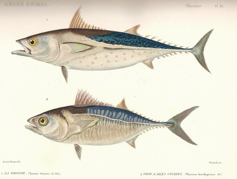 Cuvier-46-Thon - Thynnus thunina = Euthynnus alletteratus (little tunny); Thynnus brachypterus = Sarda sarda (Atlantic bonito).jpg