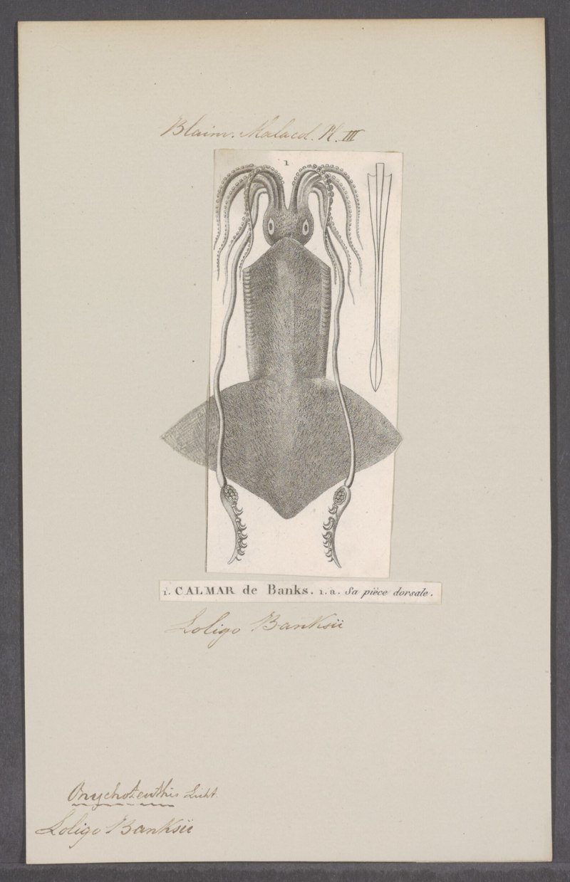 Loligo banksii - - Print - Iconographia Zoologica - Special Collections University of Amsterdam - UBAINV0274 090 04 0005.Onychoteuthis banksii (common clubhook squid).jpg