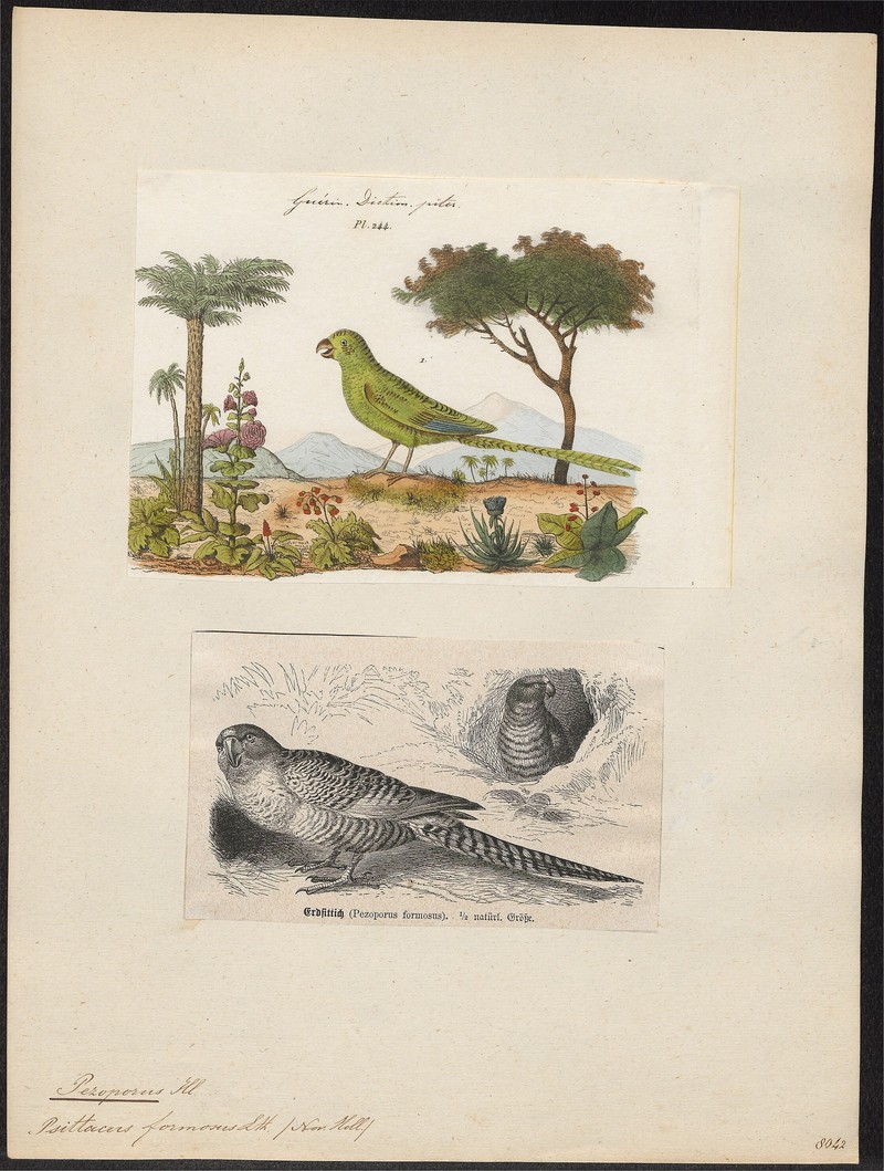 Pezoporus formosus - 1700-1880 - Print - Iconographia Zoologica - Special Collections University of Amsterdam - UBA01 IZ18500027.Pezoporus wallicus (ground parrot).jpg
