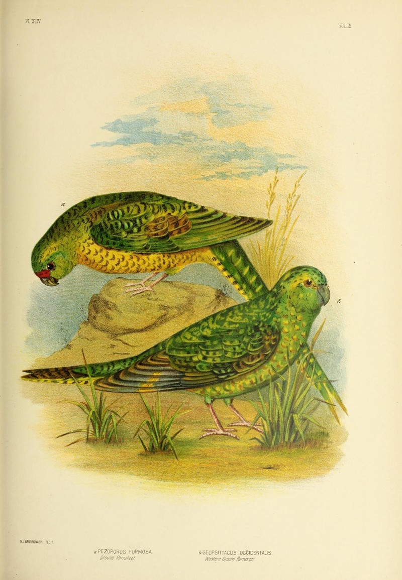 The birds of Australia (16864183711).jpg