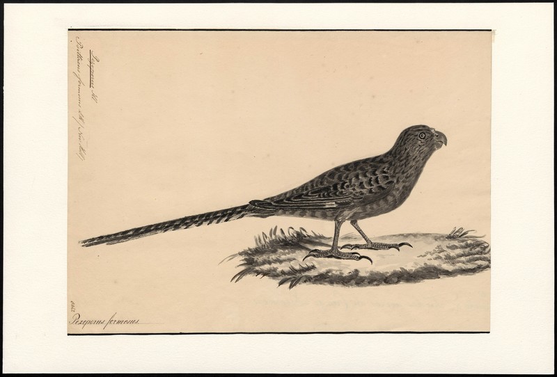 Psittacus formosus - 1830 - Print - Iconographia Zoologica - Special Collections University of Amsterdam - UBA01 IZA1000587.jpg