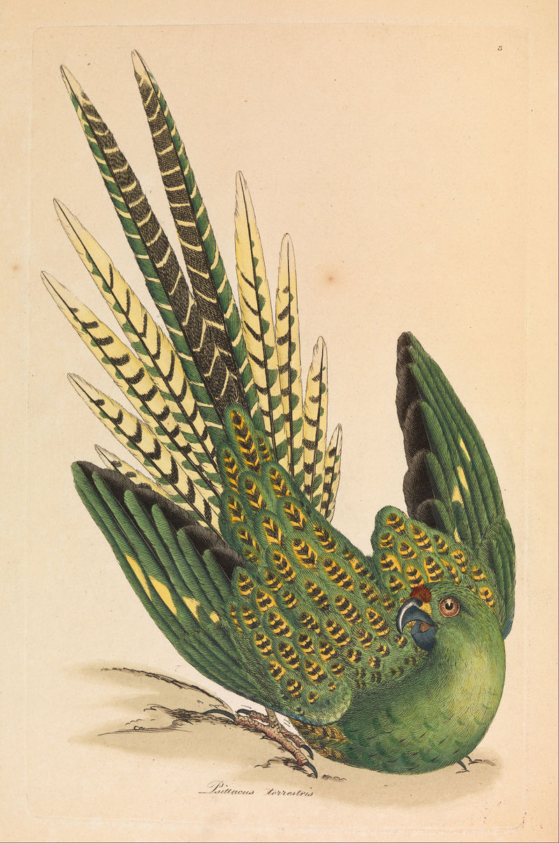 James Sowerby - Ground Parrot, Psittacus terrestris - Google Art Project.jpg