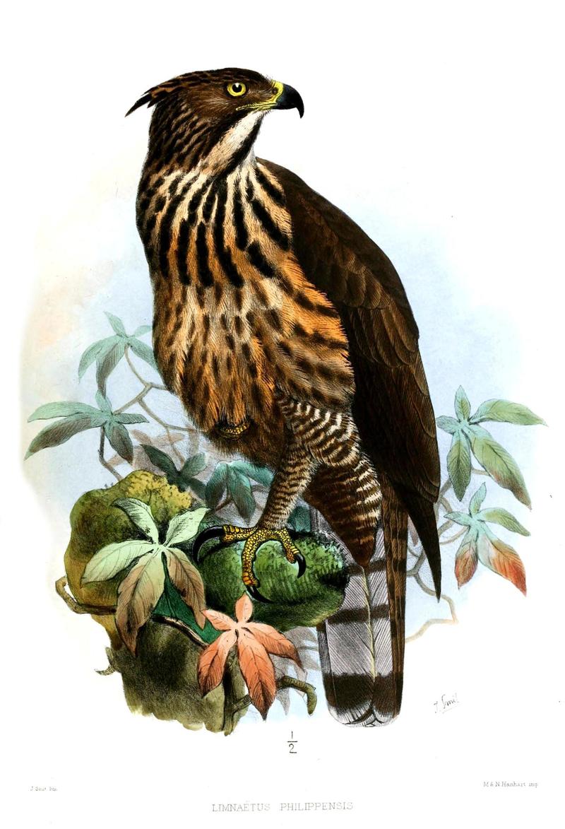 Limnaetus philippensis Smit - Nisaetus philippensis (Philippine hawk-eagle).jpg