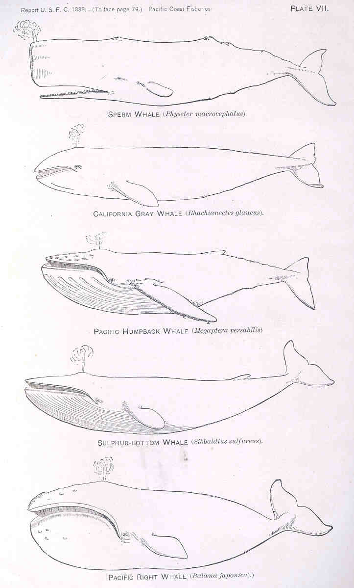 FMIB 33382 Sperm Whale (Physeter macrocephalus);; California Gray Whale (Rhachianectes glaucus);; Pacific Humpback Whale (Megaptera.jpeg