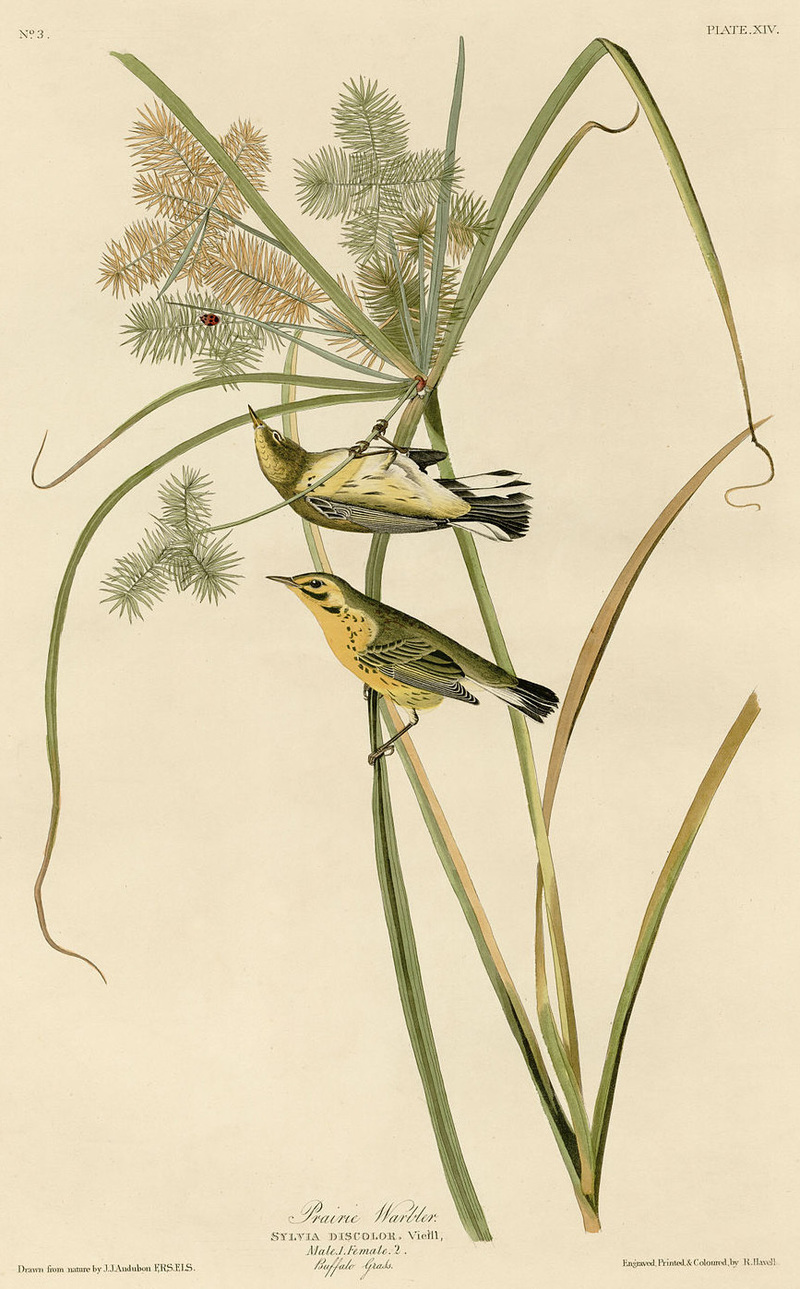 Prairie Warbler (Audubon).jpg