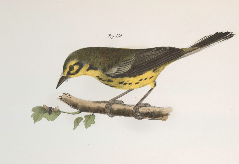 110. The Prairie Warbler (Sylvicola discolor) (NYPL b14505696-113591).jpg