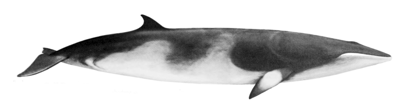 Balaenoptera acutorostrata NOAA - common minke whale, northern minke whale.jpg