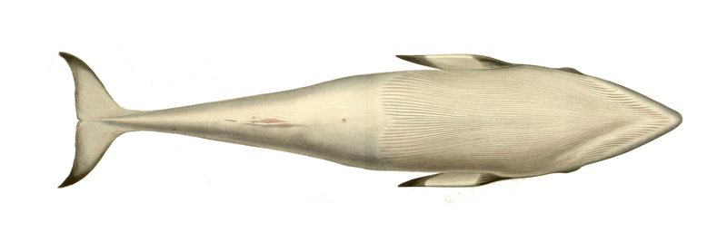 Balaenoptera acutorostrata - common minke whale (Balaenoptera acutorostrata) bottom.jpg