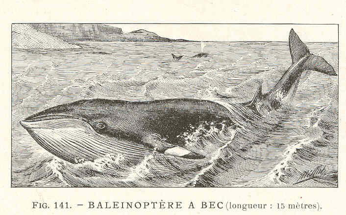 FMIB 36922 Baleinoptere a Bec (longueur - 15 metres) - Common minke whale (Balaenoptera acutorostrata).jpeg