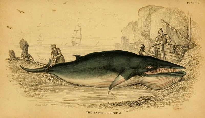 Whales (Plate VII) (8619319714) - Rorqualus minor (lesser rorqual) = Balaenoptera acutorostrata (common minke whale).jpg