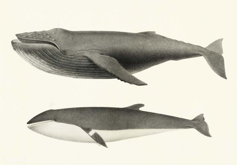 Whale comparison Public Domian photo by Charles Melville Scammon for coast of North America (1872).jpg