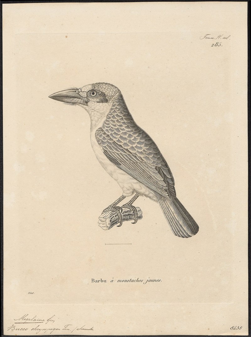 Megalaima chrysopogon - 1700-1880 - Print - Iconographia Zoologica - Special Collections University of Amsterdam - UBA01 IZ18800038.jpg