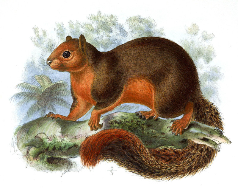 Sciurus sladeni Keulemans - Callosciurus erythraeus sladeni (Pallas’s squirrel).jpg