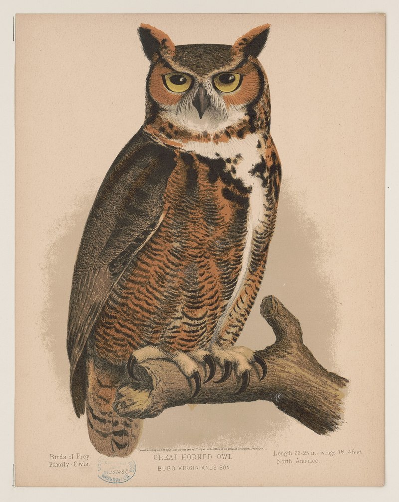 Great horned owl. Bubo virginianus bon LCCN2017660744.jpg