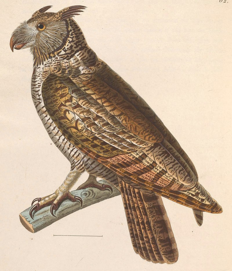 Bubo virginianus nacurutu 1838 - Strix macrorhyncha, South American great horned owl.jpg