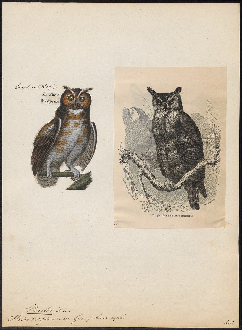 Bubo virginianus - 1700-1880 - Print - Iconographia Zoologica - Special Collections University of Amsterdam - UBA01 IZ18400087.jpg