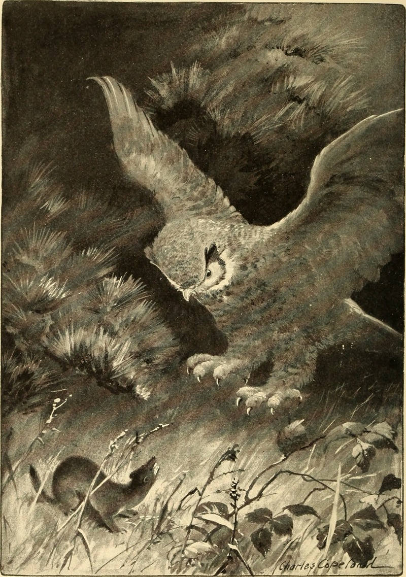 Wilderness ways; (1900) (14760100641) - Great Horned Owl (Bubo virginianus) and Weasel.jpg