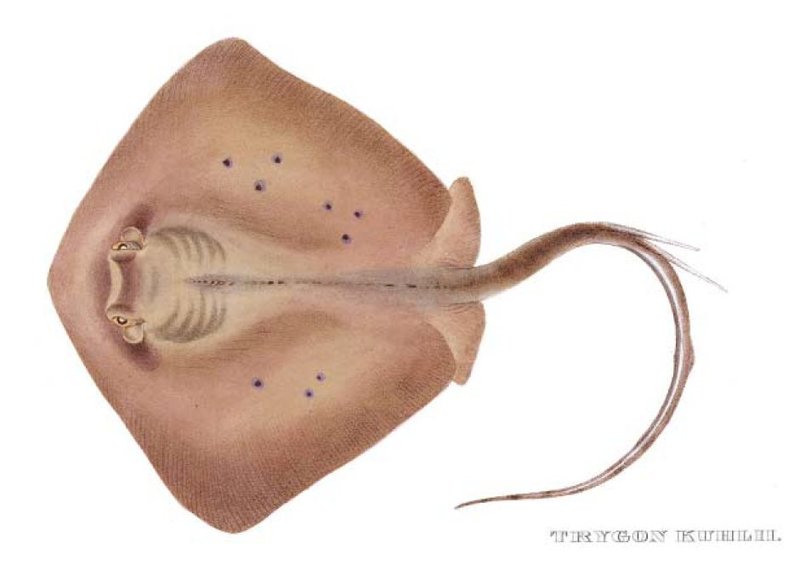 Neotrygon kuhlii(MUELLER&HENLE,1841) - Trygon kuhlii = Neotrygon kuhlii (Kuhl’s maskray, blue-spotted stingray).jpg