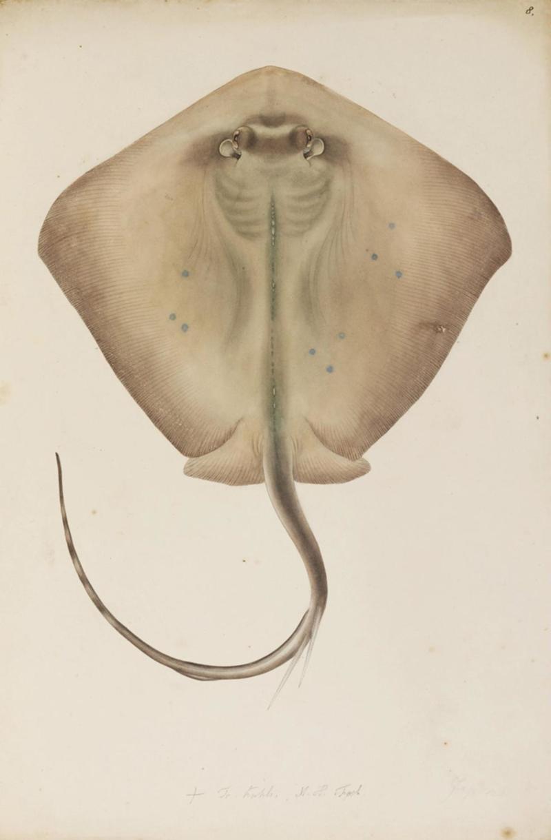 Naturalis Biodiversity Center - RMNH.ART.255 - Neotrygon kuhlii (Muller and Henle, 1841) - Kawahara Keiga - 1823 - 1829 - Siebold Collection - pencil drawing - water colour.jpg