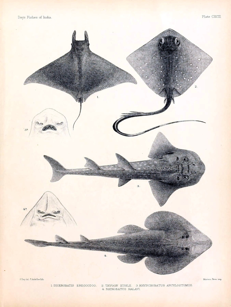 The fishes of India (Plate CXCIII) (7070556663).jpg